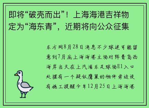 即将“破壳而出”！上海海港吉祥物定为“海东青”，近期将向公众征集名称